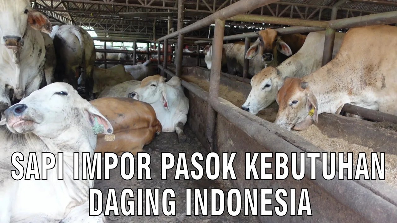 
                                 Sapi-Impor-Pasok-Kebutuhan-Daging-Indonesia